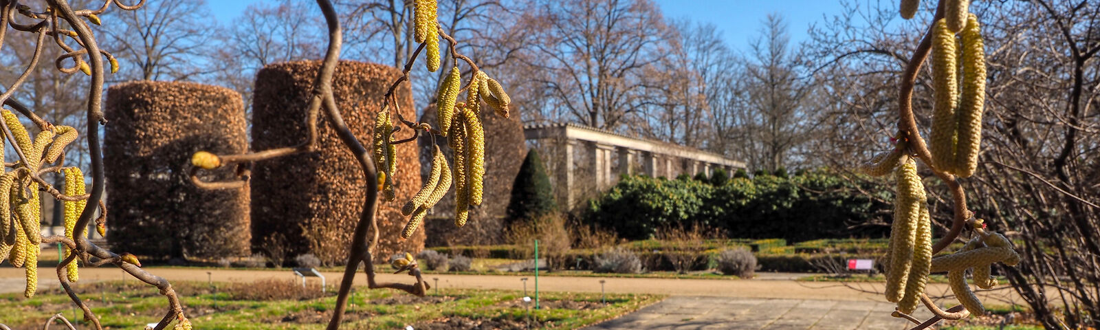 Das Bild zeigt einen sonnigen Garten mit gelben Blüten des Hasselnussstrauchs im Vordergrund und runden Hecken im Hintergrund. Der Himmel ist klar und blau, und die Bäume sind noch kahl.